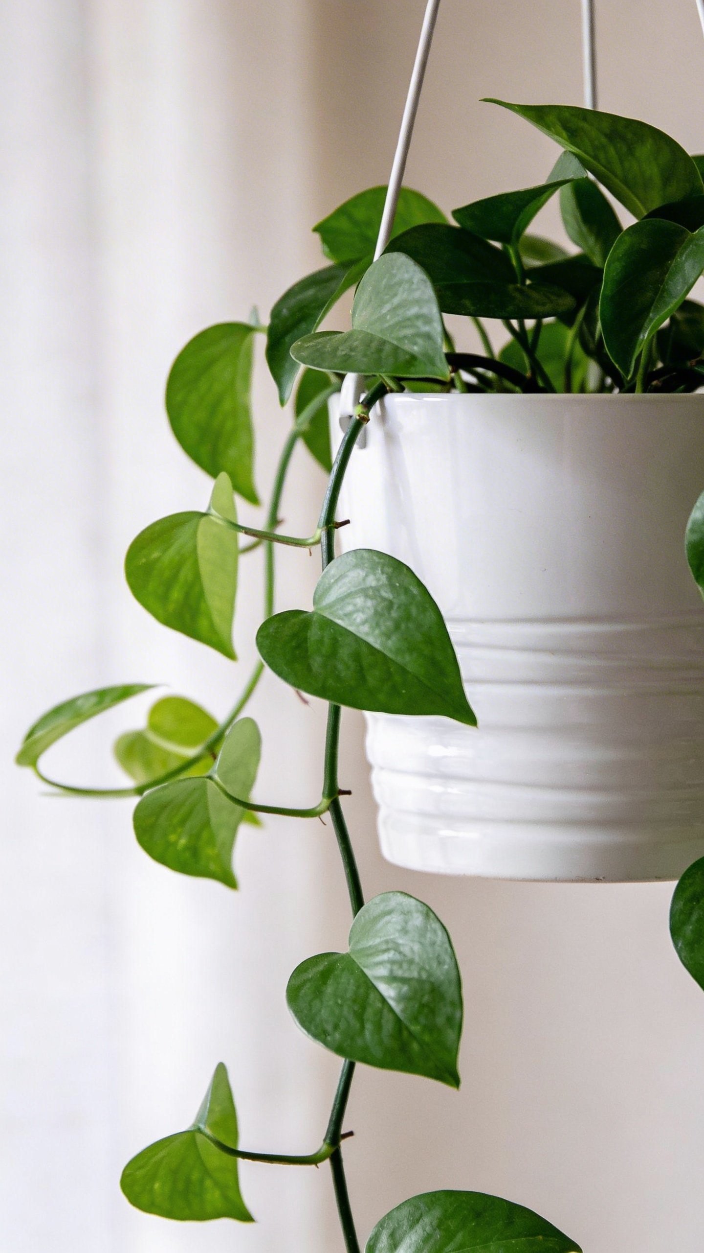 Pothos vine cascading from white ceramic hanging planter