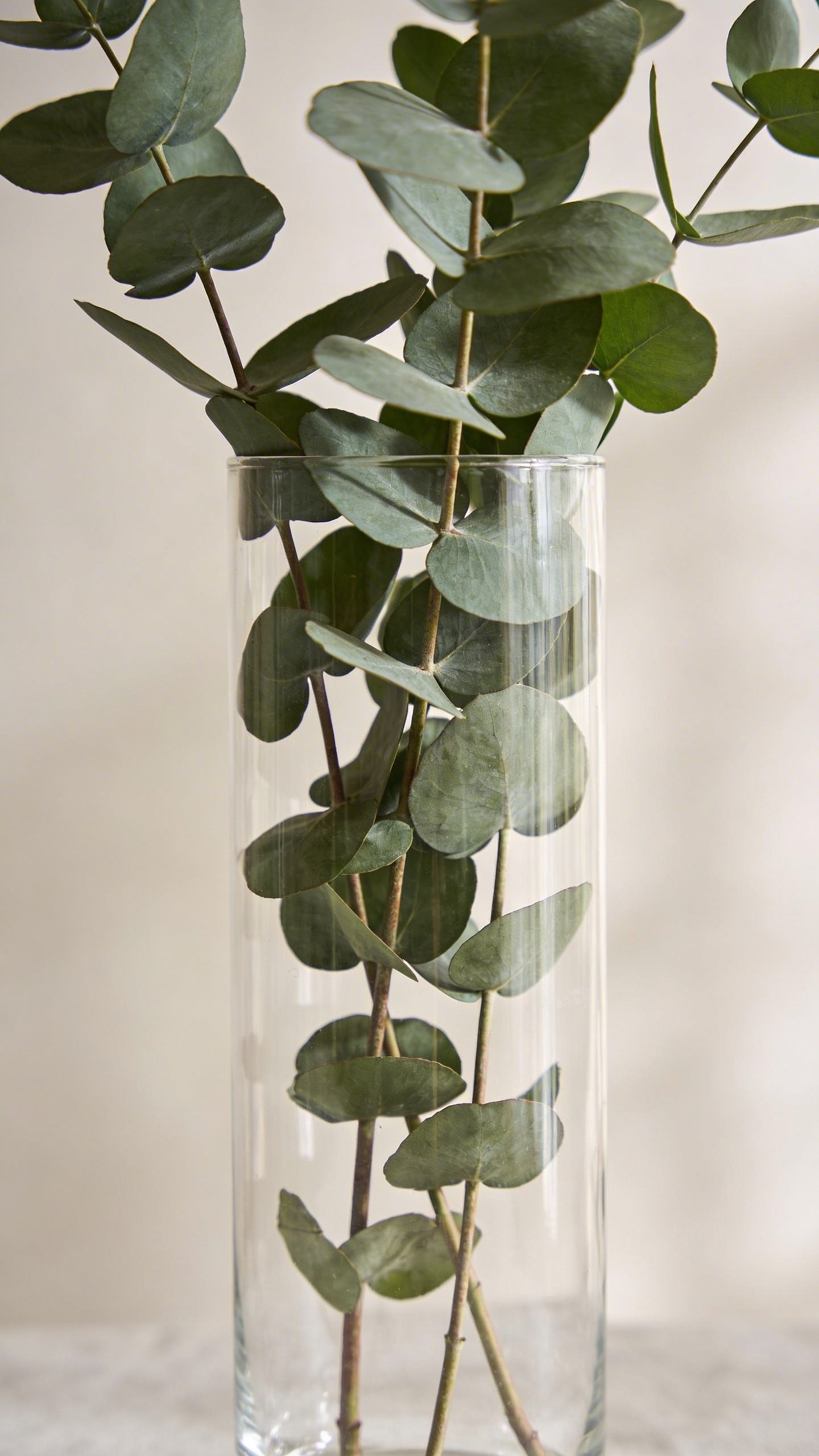Tall clear glass vase with eucalyptus branches